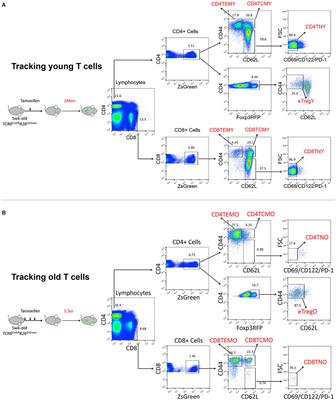 Age-Related Gene Alteration in Naïve and Memory T cells Using Precise Age-Tracking Model